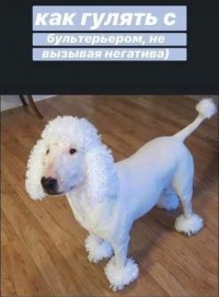 Создать мем Для любителей бультерьеров