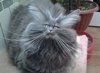 Создать мем Ежкин Кот