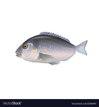Создать мем Gilt-head bream