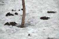 Создать мем Говно медведя