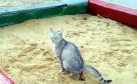 Создать мем Кошка