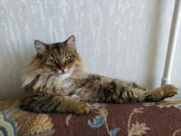 Создать мем Кот на диване