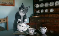 Создать мем Котэ