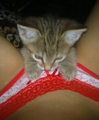 Создать мем Котик