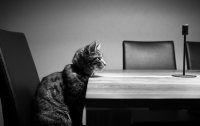 Создать мем Котосовещание