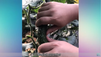 Создать мем Magical cucumber