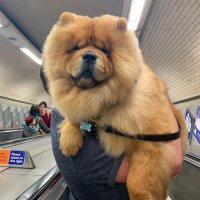 Создать мем Ну не пойду же я пешком