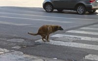 Создать мем Собака