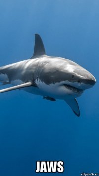  jaws
