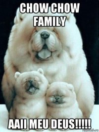 chow chow family aaii meu deus!!!!!