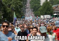  стадо баранов