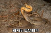  нервы шалят?!