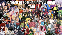 самая огромная петушиная стая 