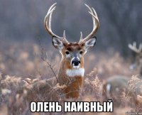  олень наивный