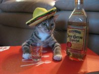 Создать мем Gato pesimista