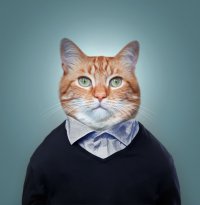 Создать мем Хвостатый директор кот Персик
