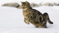 Создать мем Кот