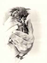 Создать мем Котёнок Гектор