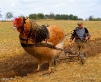 Создать мем Непарнокопытный петух