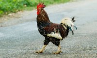 Создать мем Петух переходит дорогу