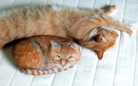 Создать мем Подушка для кота