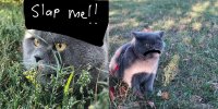 Создать мем Baton the Cat