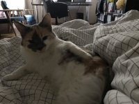 Создать мем Cat
