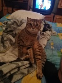 Создать мем Голодный кот