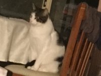 Создать мем Gucci the cat