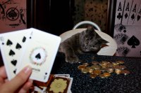 Создать мем Игра с котом в карты