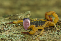 i will sting pyongyang - kim jong un, Мем Kim Jong scorpion