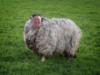 Все мемы Kim Jong sheep