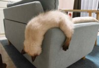 Создать мем Котейка