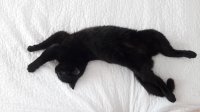 Создать мем Котёнок Черныш