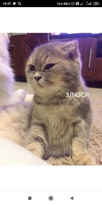 Создать мем Люся