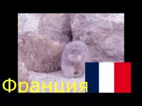 Создать мем Манул