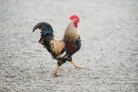 Создать мем Петух активировался