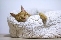 Создать мем Спящий котичек