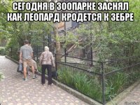 сегодня в зоопарке заснял как леопард кродется к зебре 
