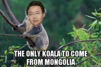  the only koala to come from mongolia