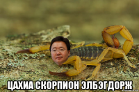  цахиа скорпион элбэгдорж