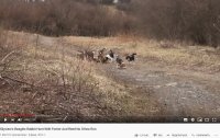 Создать мем Бигли за работой