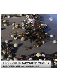 Создать мем Covid