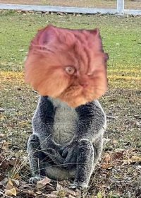 Создать мем Garfi the Angriest cat koala
