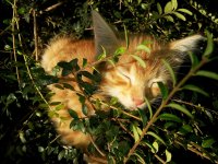 Создать мем Котёнок Одуванчик