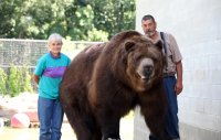 Создать мем Медведь Кадьяк