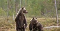 Создать мем Мы вам че