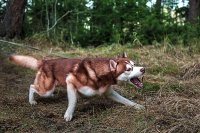 Создать мем Петух срыв с цепи