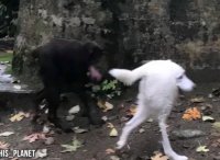 Создать мем Собакаи