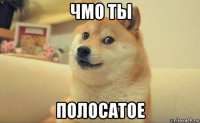 чмо ты полосатое